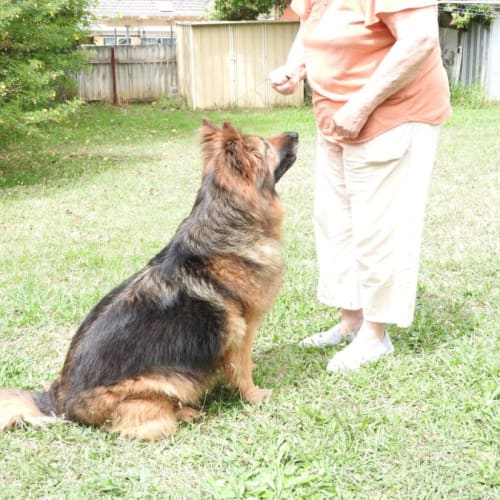Sheba
