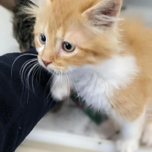 Louis