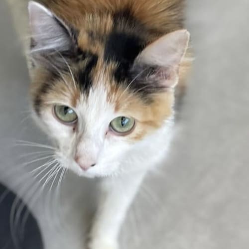 Nova