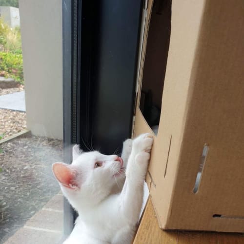 Penelope ~ Adopt Me @ Petstock Hastings 