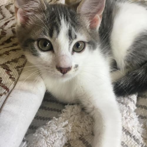 Josey