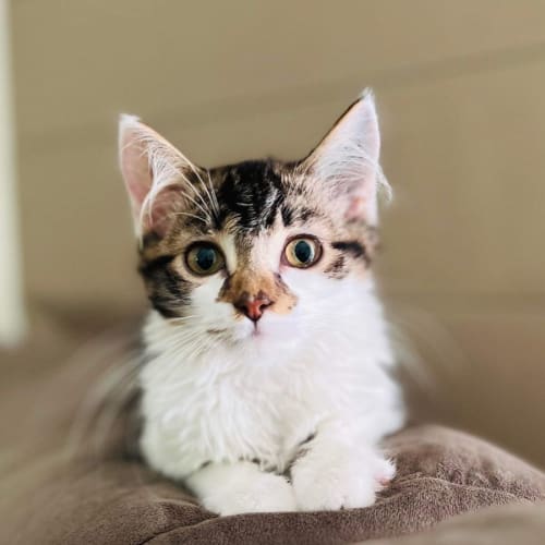 Tilly ~ Meet me @ Petstock Chelsea 21/01/23