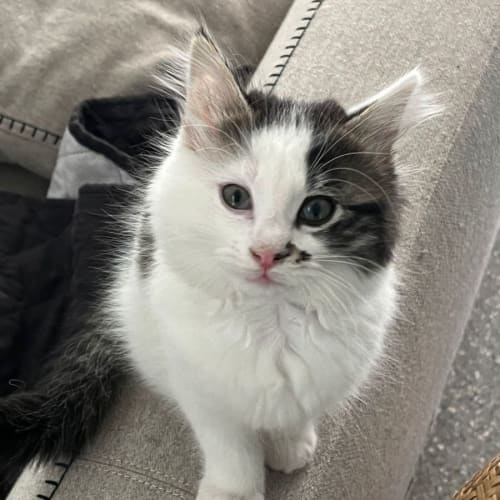 Sweet Sooty 💫