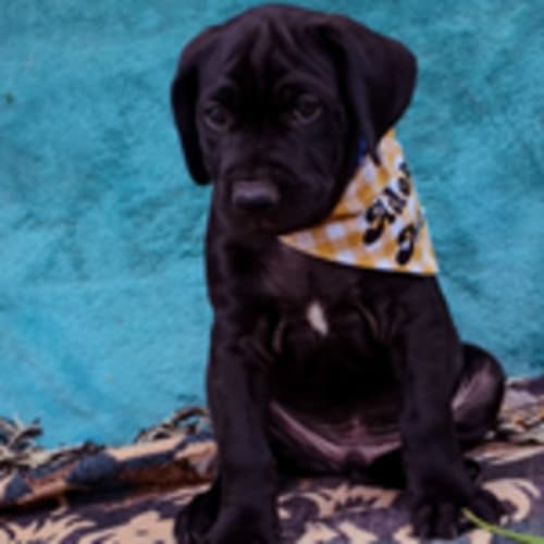 No photo for Cooper Blue