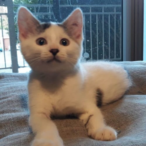 Frankie