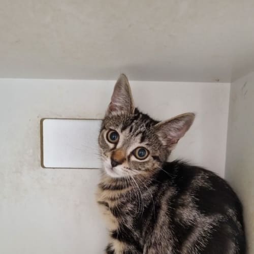 Nova