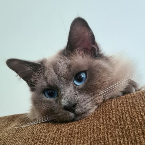 Herman 