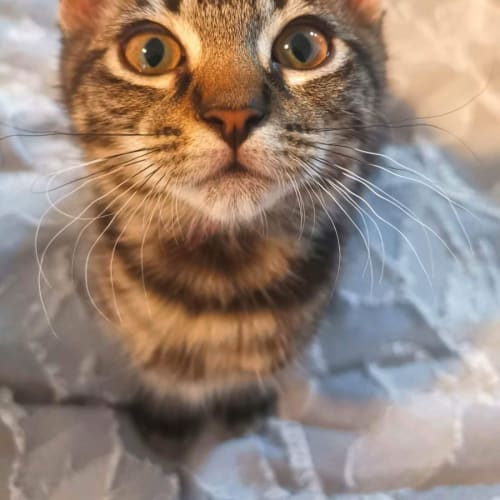 Frankie kitten 