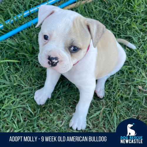 Molly - 9 Week Old American Bulldog (On Trial)