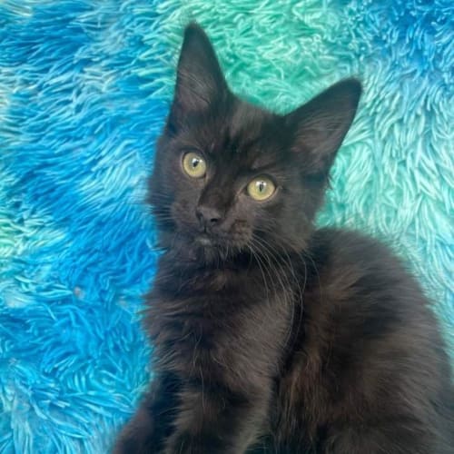 Judy - Located in Cranbourne