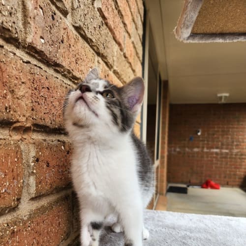 Kobi
