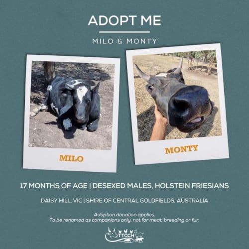 Milo & Monty