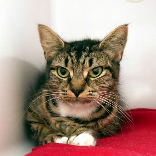 Kittywitty SUA010796