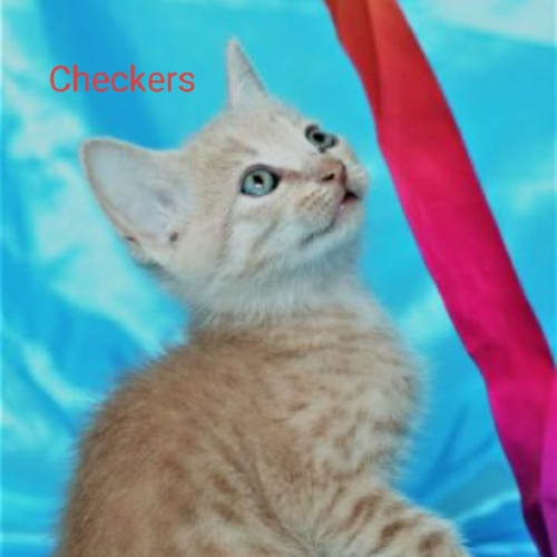 Checkers