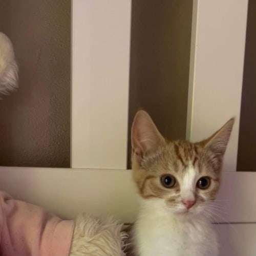 Gingerbread ~ Meet me @ Petstock Chelsea 21/01/23