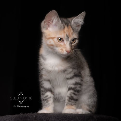 Bloom **2nd Chance Cat Rescue**