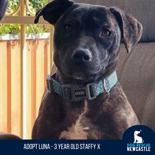Luna - 3 Year Old Staffy X