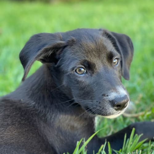 Oreo - 8 Week Old Border Collie X (On Trial)