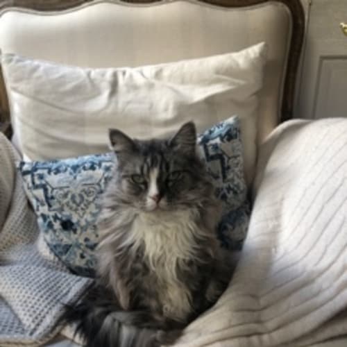Tallulah