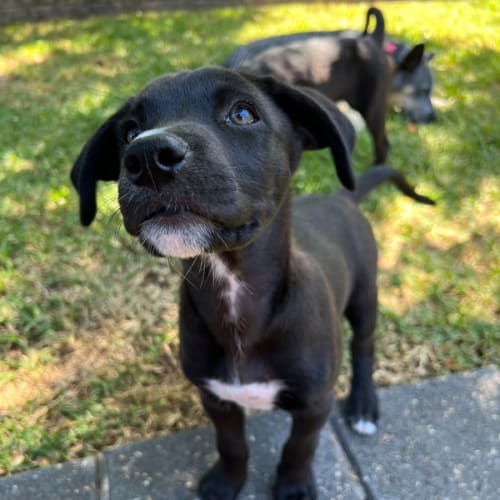 Ryder - 8 Week Old Border Collie X (On Trial)