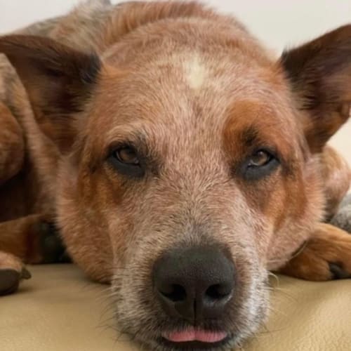 Ted - 4 Year Old Cattle Dog (On Trial)