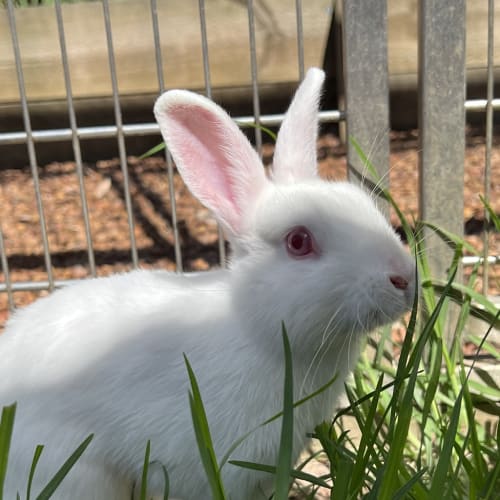 Peanut