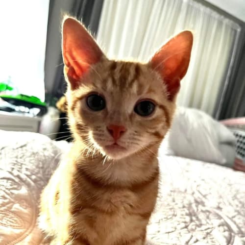 Cameron