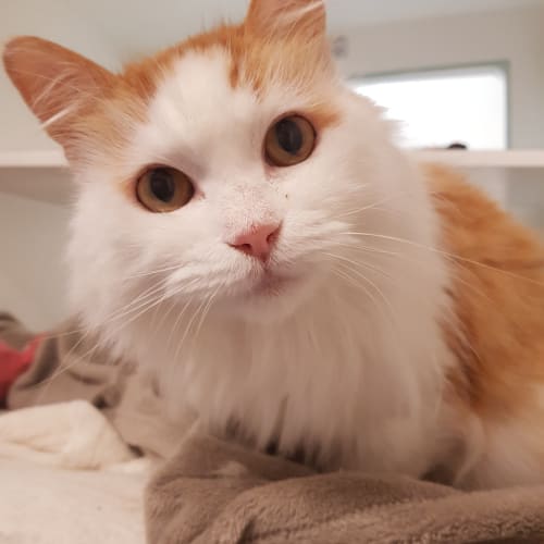 Jasper