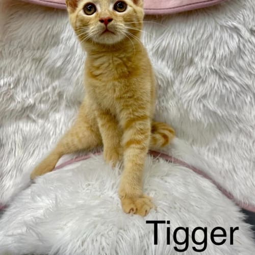 Tigger
