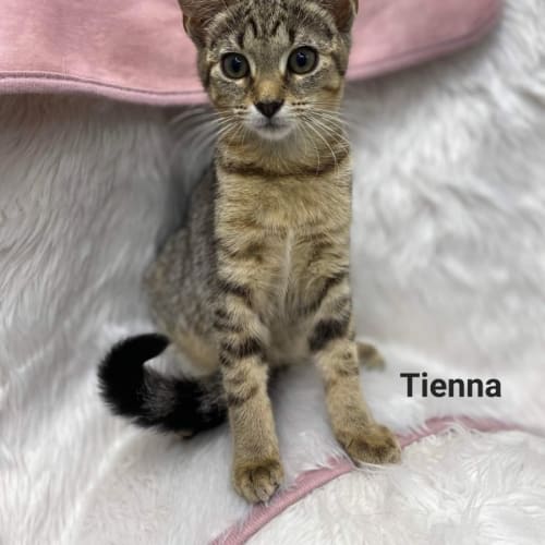 Tienna