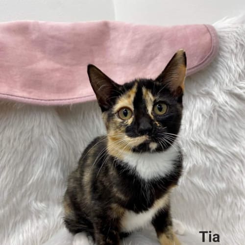 Tia