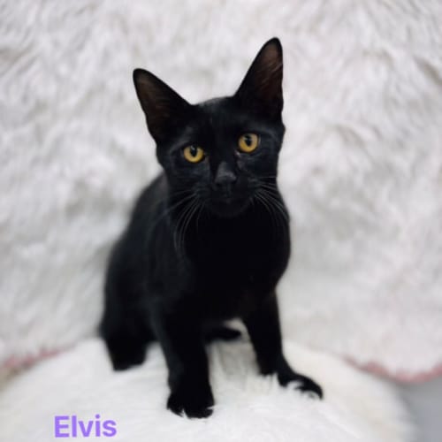 Elvis