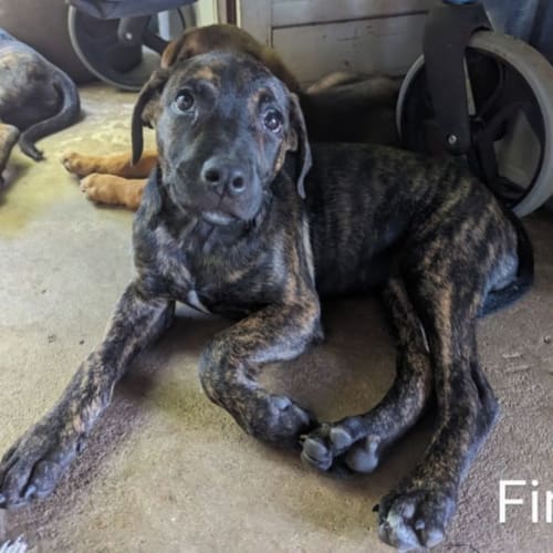 Fir
