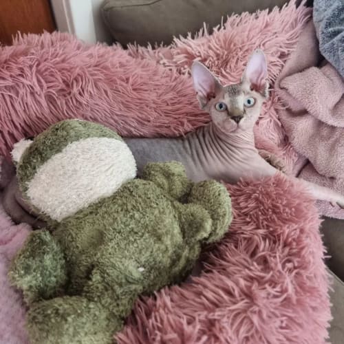 Kimba
