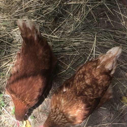 Blossom and Buttercup