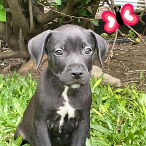 Gertie