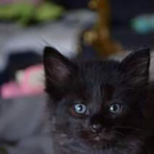 Sammy