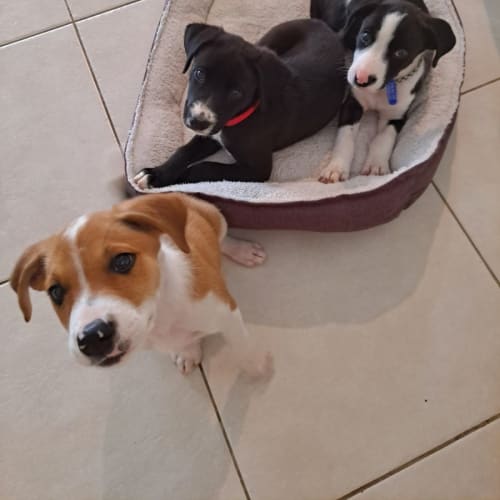 Winston - 9 Week Old Border Collie X (On Trial)