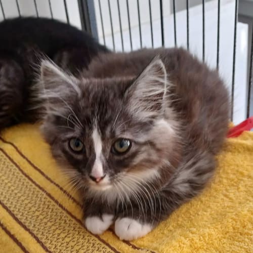 Medium Haired Male Grey and White