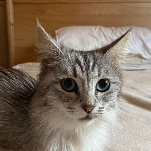 Mithril 