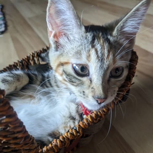 Bonnie