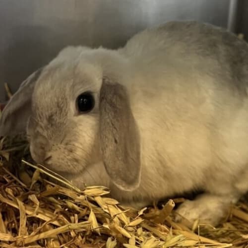 Aurora (bonded With Violet)