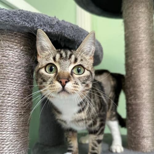 Freya