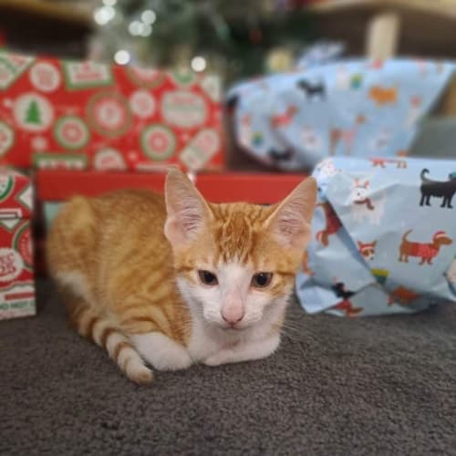 Ron