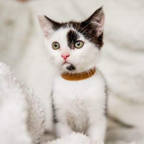Oreo