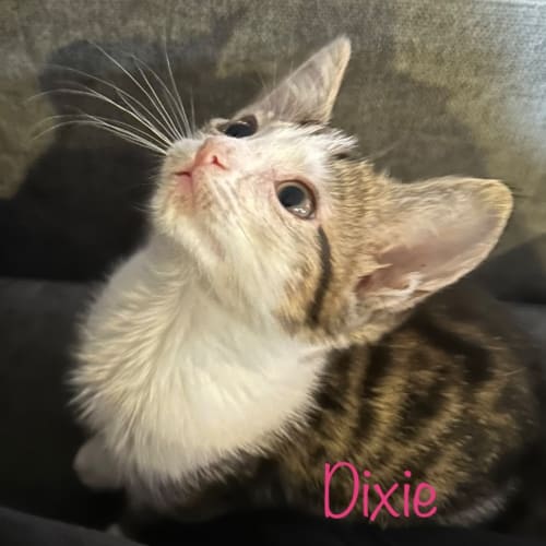Dixie