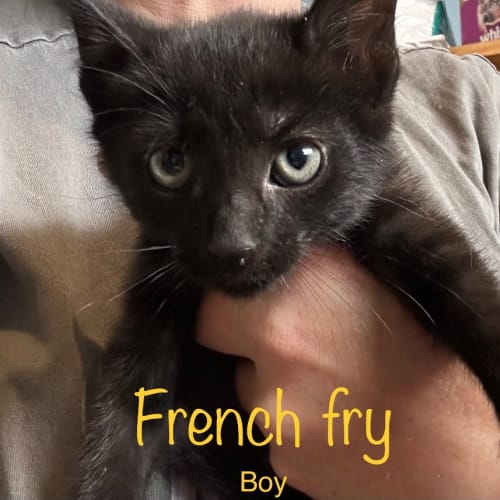 French Fry