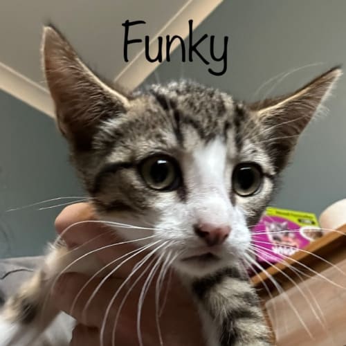 Funky