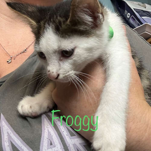 Froggy