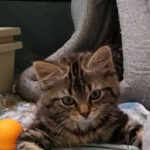 Sabrina